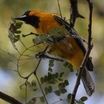 Streak-backed Oriole
